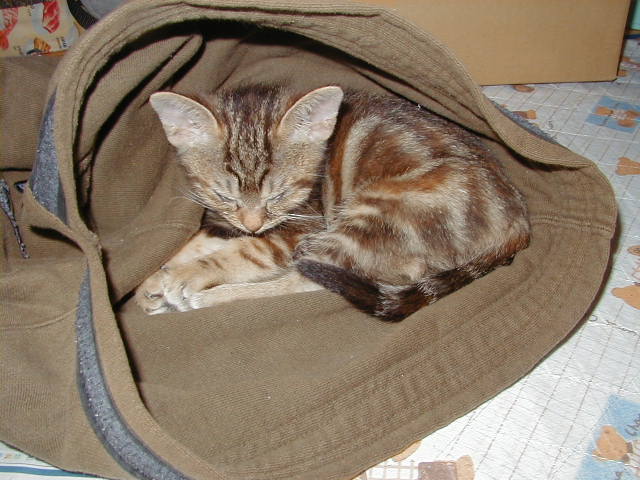 neko