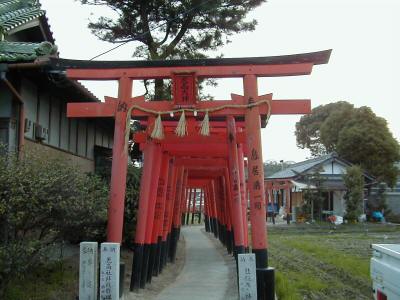 tentakainari