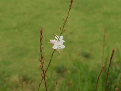 gaura