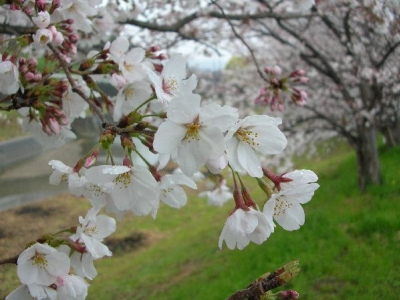 sakura