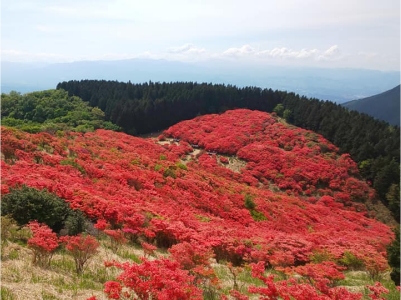 tsutsuji