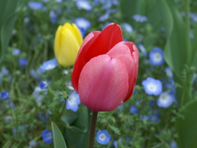 tulip